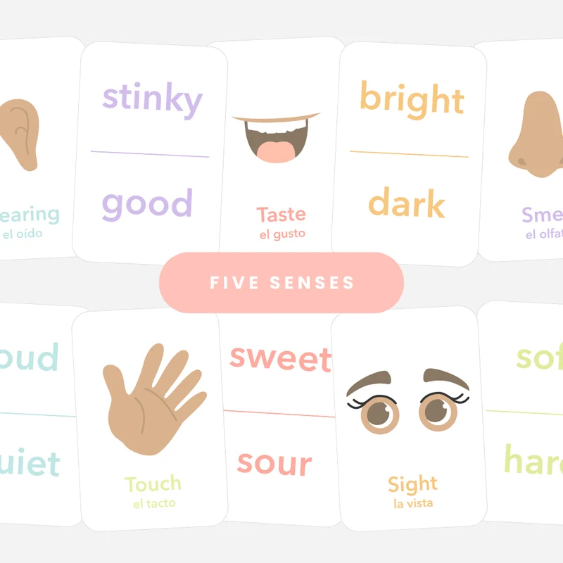 5 Senses Flashcards