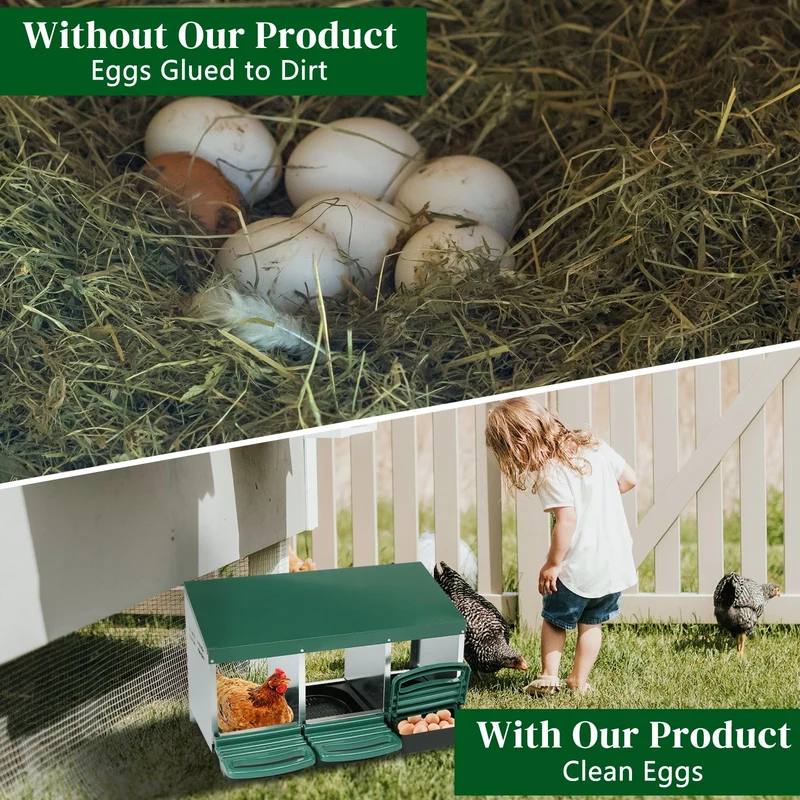 Animal Science Curriculum Kit: Chicken Life Cycle
