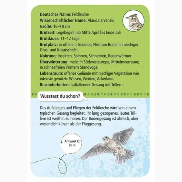 50 heimische Vögel entdecken & bestimmen