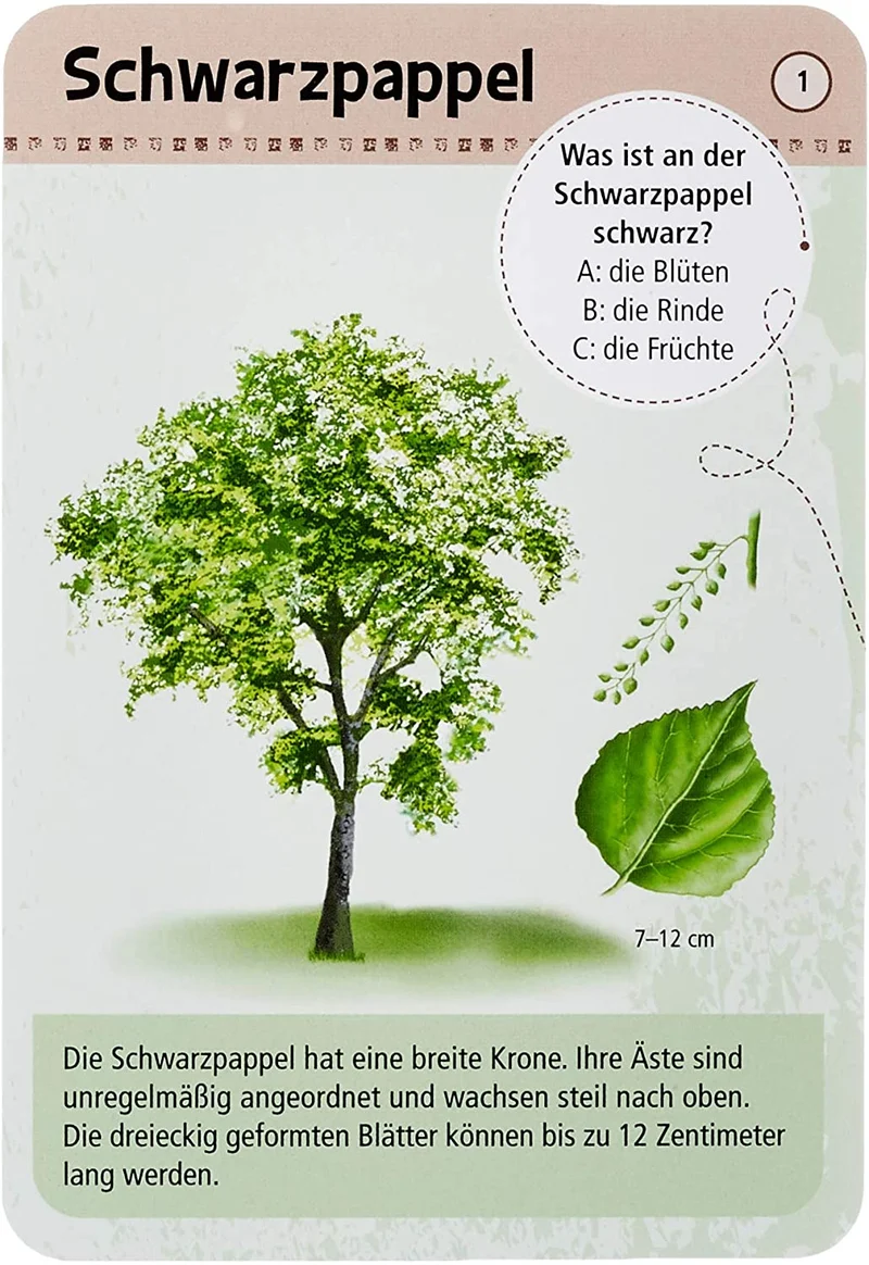 50 heimische Bäume