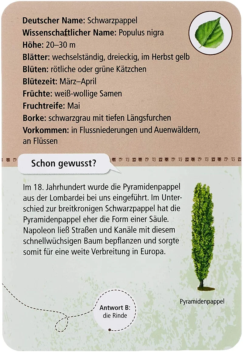 50 heimische Bäume