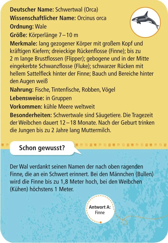Lernkarten – 50 Meerestiere entdecken und bestimmen