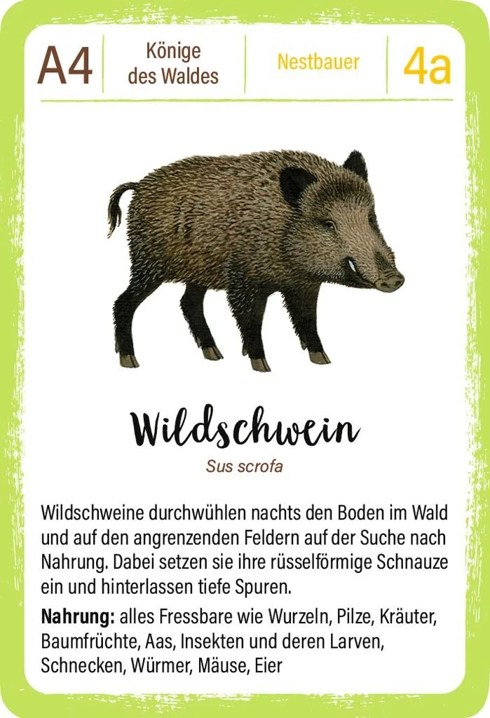 Expedition Natur - Quartett: Waldtiere