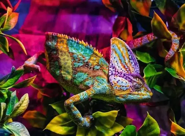 Puzzle 500 Teile - Chameleon
