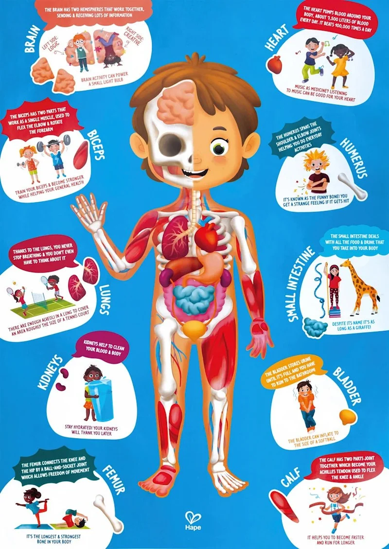 Puzzle Mein Körper - Anatomie-Puzzle Kinder