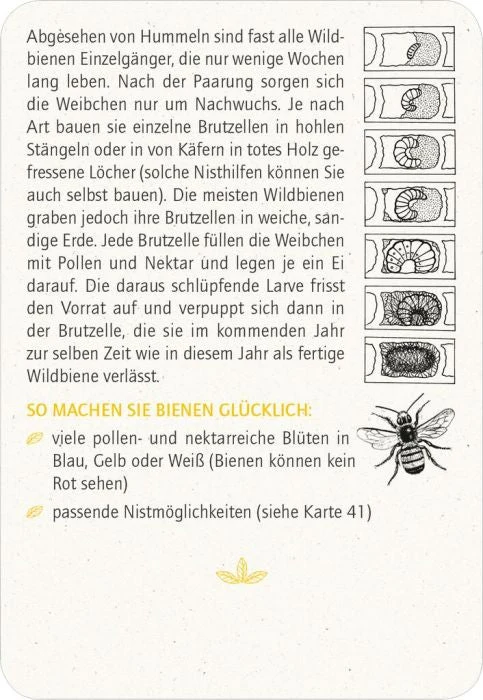 Blatt & Blüte Insektenglück Kartenset