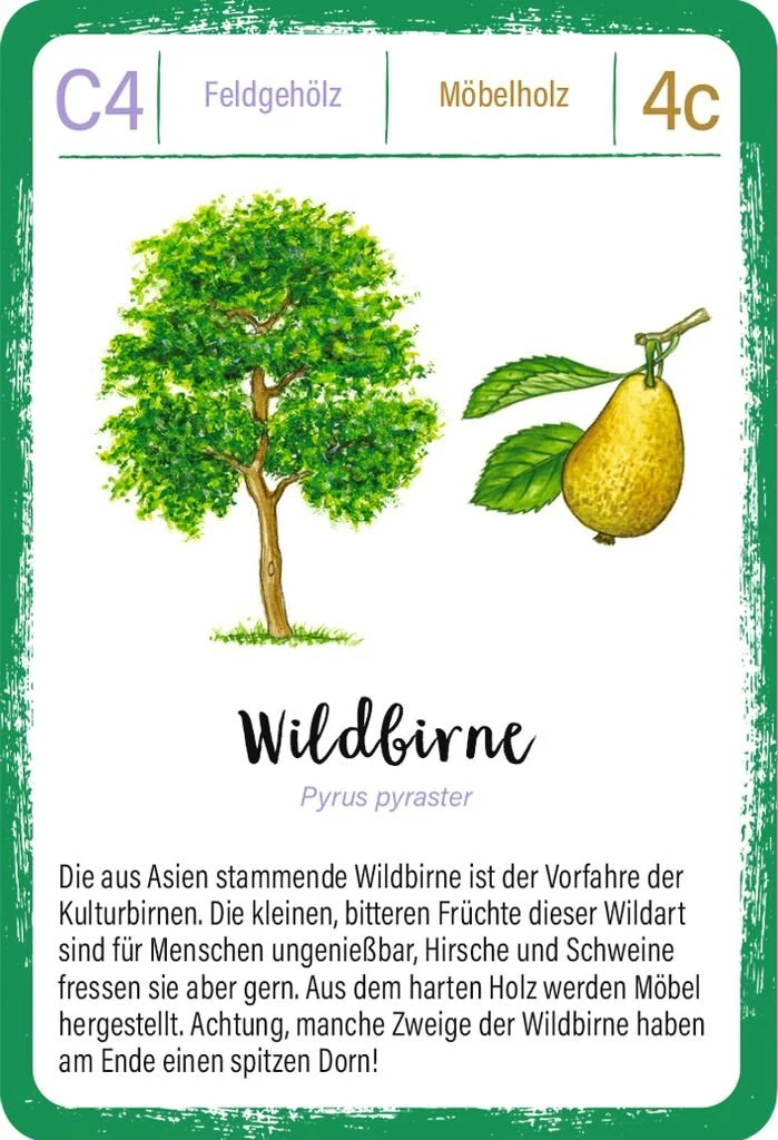 Expedition Natur - Quartett: Bäume